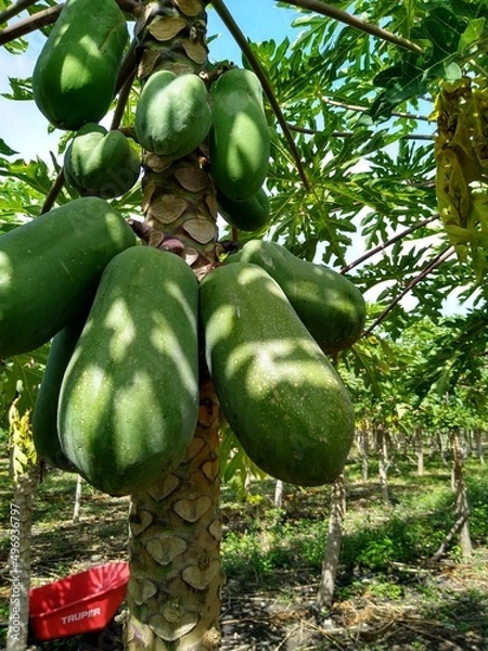 Obraz Papayas en Yucatán