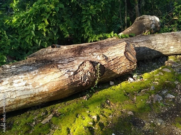 Obraz Tronco en cesped