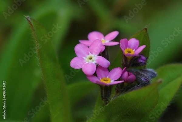 Obraz Myosotis roses
