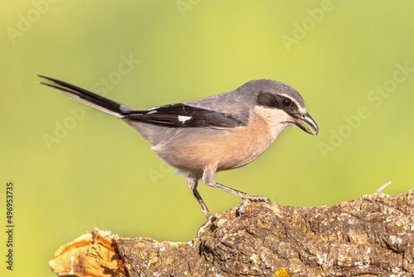 Obraz Iberian Grey Shrike on bright background