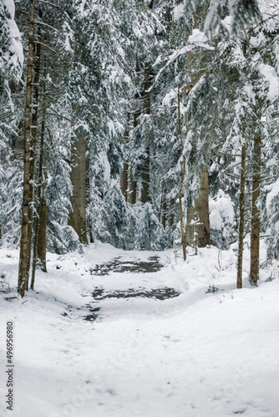 Fototapeta mystical winter forest in Emmental