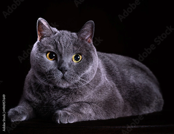 Obraz BRITISH SHORTHAIR