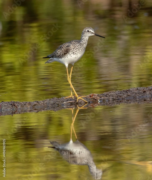 Fototapeta A lesser yellowlegs standing on a mud flat in the marsh at low tide. 