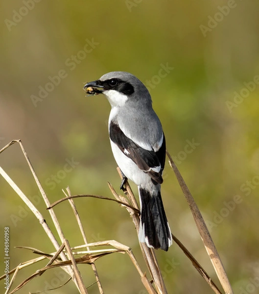 Fototapeta A loggerhead shrike with a grasshopper in its beak. 