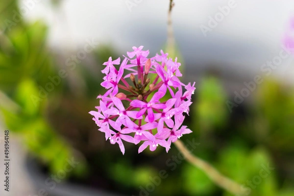 Fototapeta Orquídea Rosa