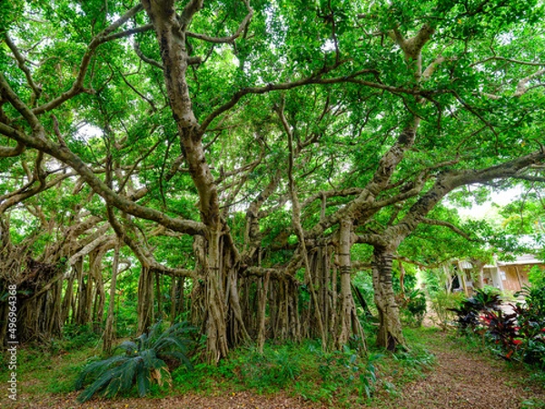 Fototapeta ガジュマル