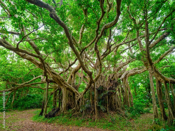 Fototapeta ガジュマル