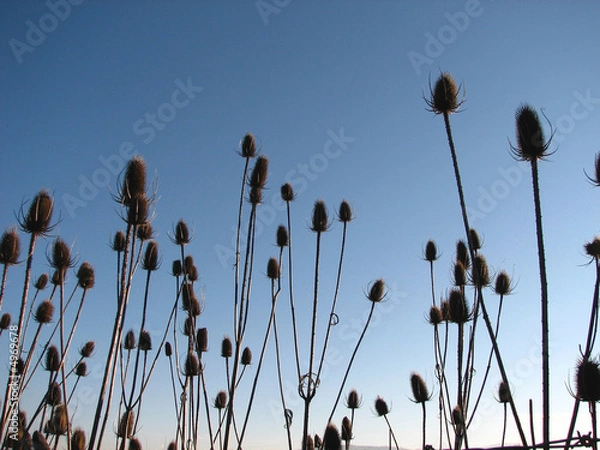 Obraz Milk Thistle in Winter