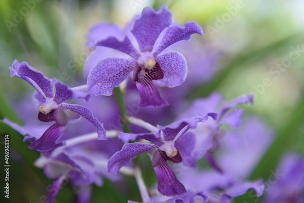 Obraz Periwinkle Pinwheel