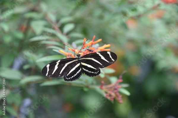 Obraz striped butterfly