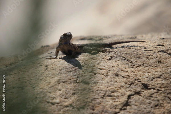 Obraz Lizard on a rock through some Leaves