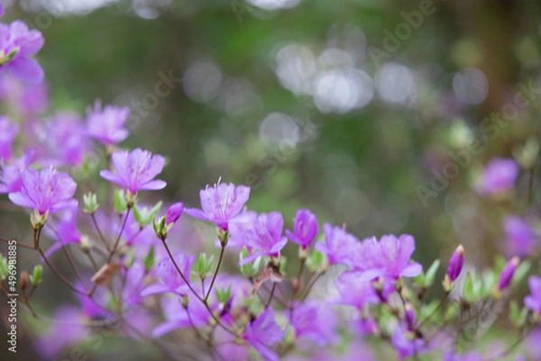 Fototapeta ヤマツツジ