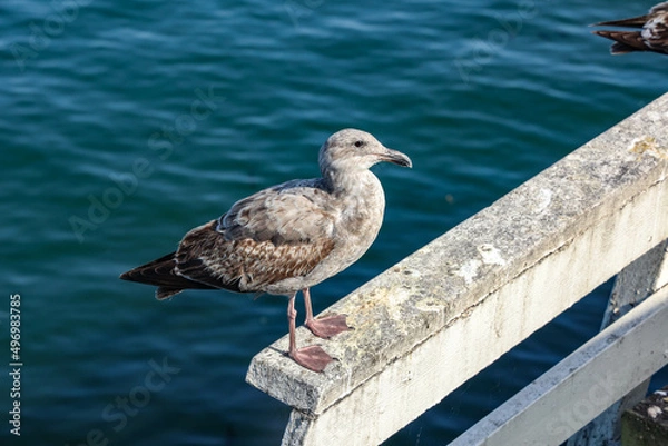 Obraz seagull on the pier