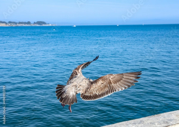 Obraz seagull in flight