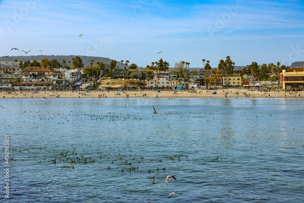 Obraz birds on the beach