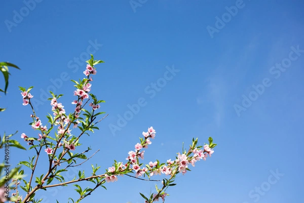 Fototapeta A view of peach flower blossoms against a blue sky, during the spring season, as a background.