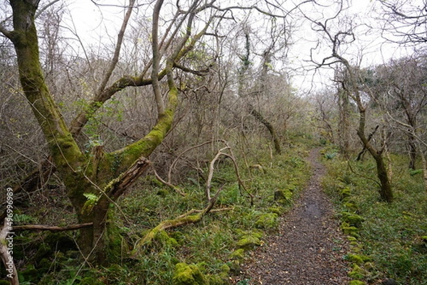 Fototapeta bare trees and pathway