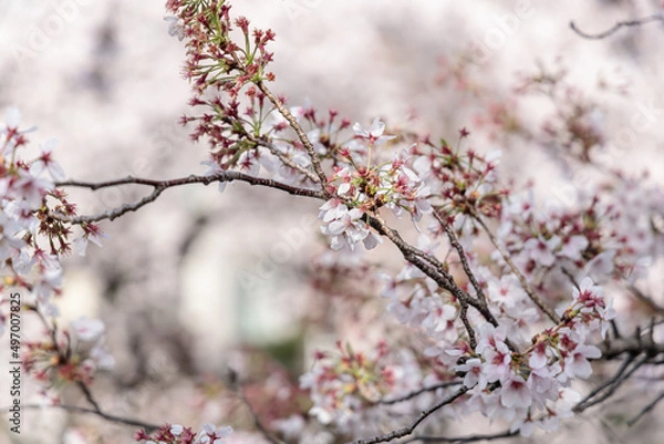 Obraz 桜：さくら：Cherry blossoms（Prunus）