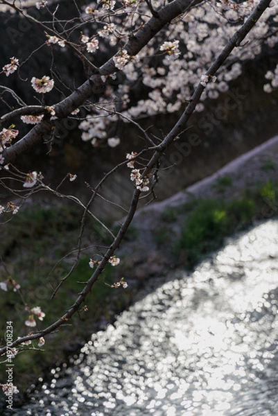 Obraz 桜：さくら