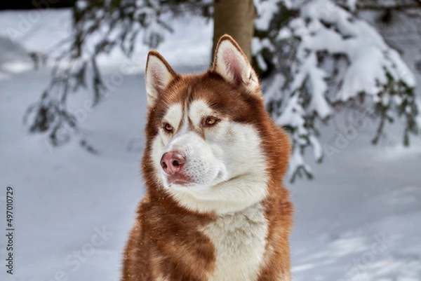 Obraz Portrait cute Siberian Husky dog on the background of the winter snowy coniferous forest.