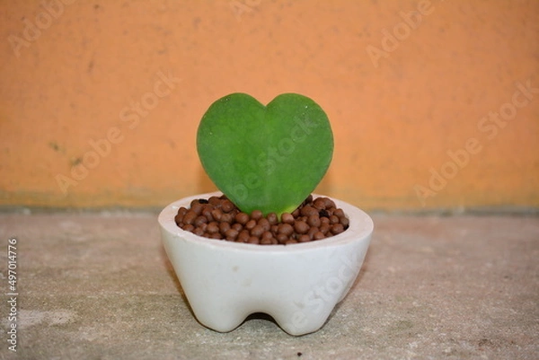 Obraz cactus flower pot