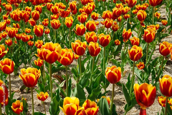 Fototapeta Tulip fields in springtime
