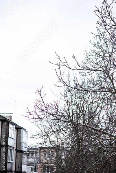 Obraz Gray empty houses during the spring war in Ukraine, lilac leaves