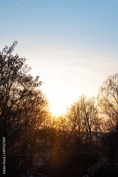 Obraz Cold eternal sunset on a background of gray trees