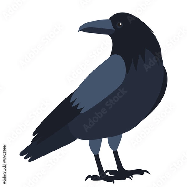 Fototapeta Raven flat design, isolated, vector