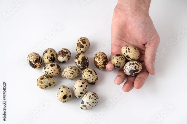 Fototapeta man's hand and fresh quail eggs on a white background. The concept of healthy eating and home cooking. Poultry farming, home farm