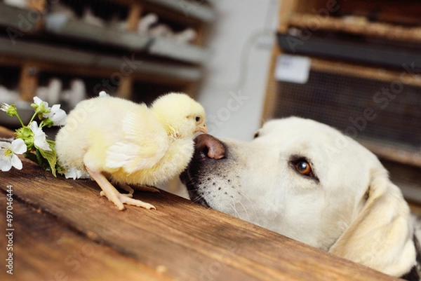 Fototapeta dog labrador retriever looks with interest and sniffs a chicken chick on a wooden table against the background of a flowering branch.