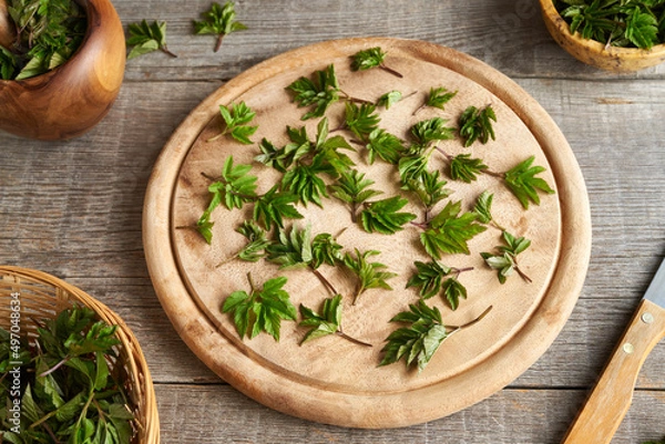 Fototapeta Fresh ground elder plant collected in early spring