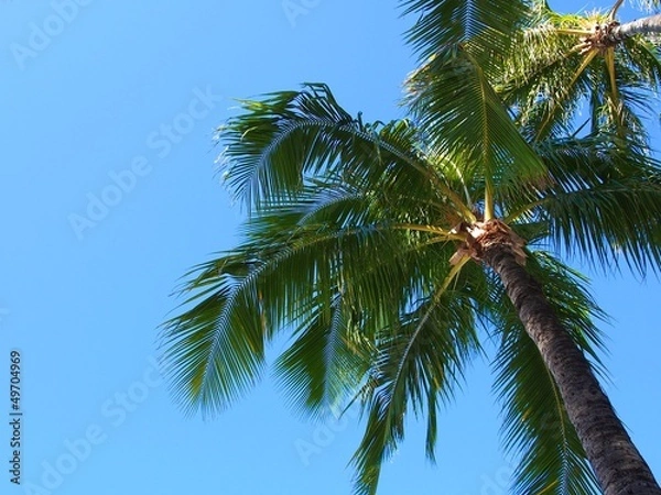 Fototapeta ヤシの木