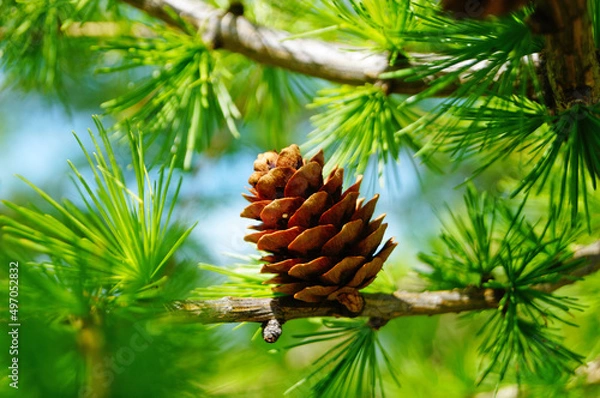 Fototapeta Larch tree with delicate green needles and open cones on a branch on a spring day