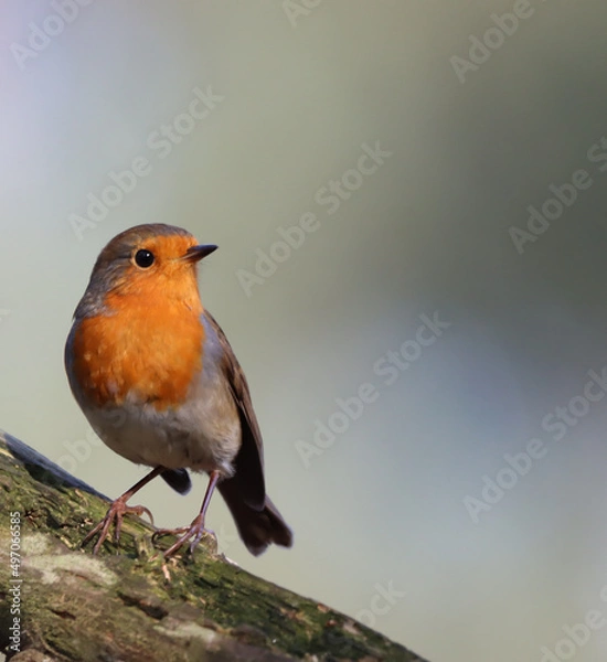 Obraz Robin on a Branch