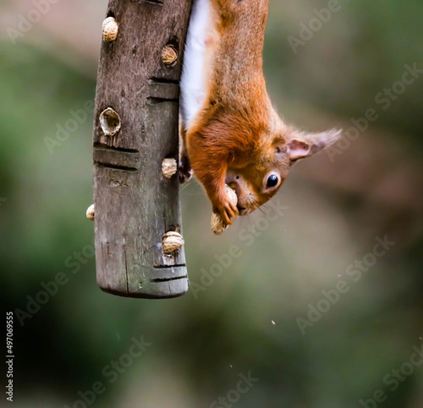 Obraz Red Squirrel hanging around