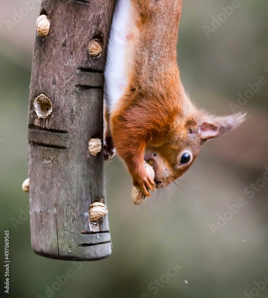 Obraz Red Squirrel on a bird feeder