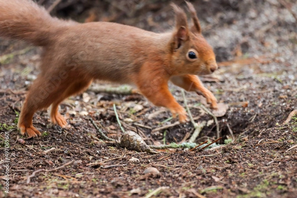 Obraz Red Squirrel running