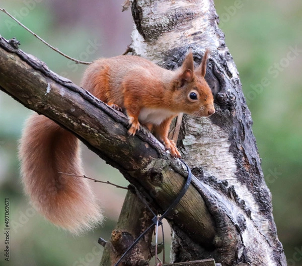 Obraz Red Squirrel on a branch