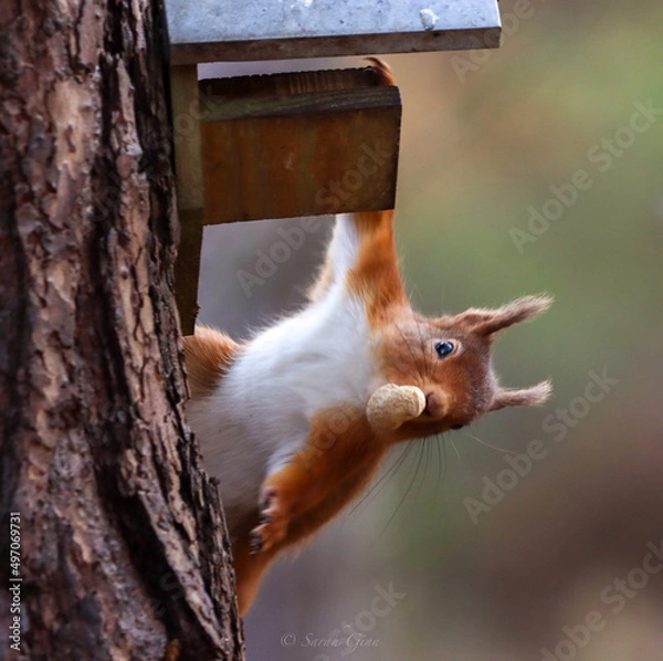 Obraz Red Squirrel Hanging around 