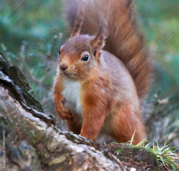 Fototapeta Red Squirrel on ground
