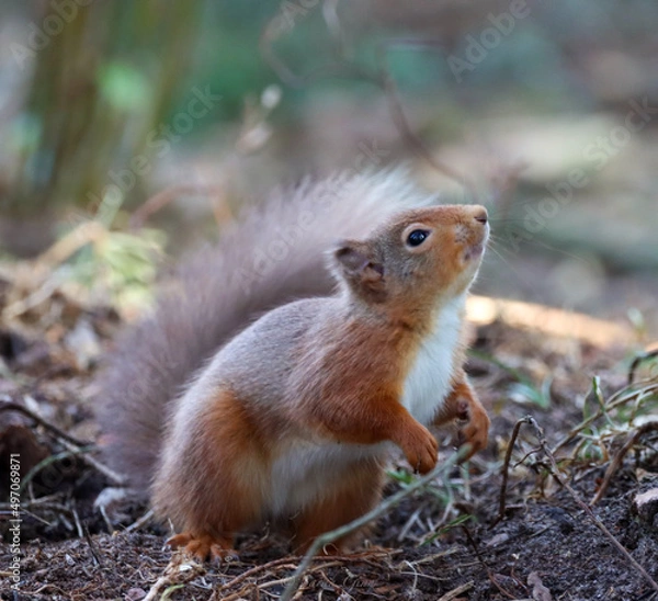 Obraz Red Squirrel 
