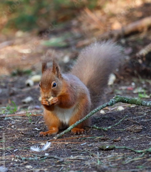 Obraz Gathering nuts