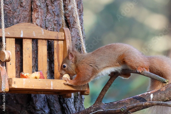 Obraz Red Squirrel 