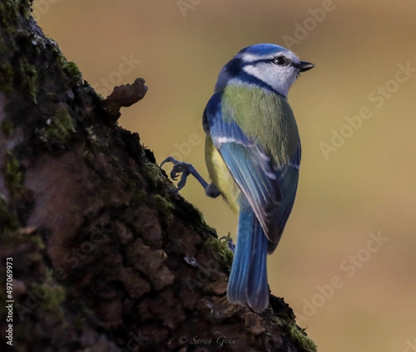 Obraz Just Holding on 