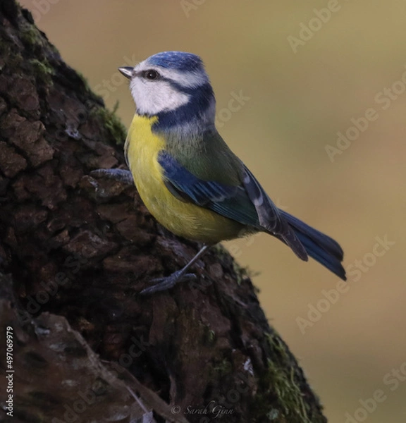 Obraz Blue Tit on tree