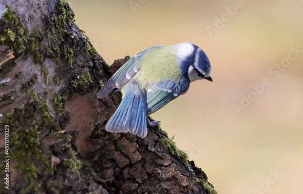 Obraz Looking for lunch