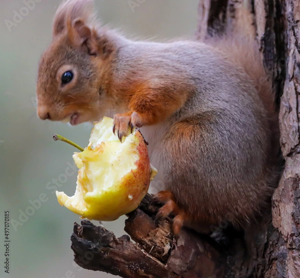 Obraz Red Squirrel eating