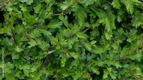 Fototapeta Full frame close up background image of green spiky hawthorn hedge