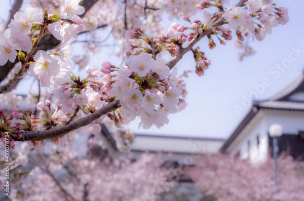 Obraz 桜と城